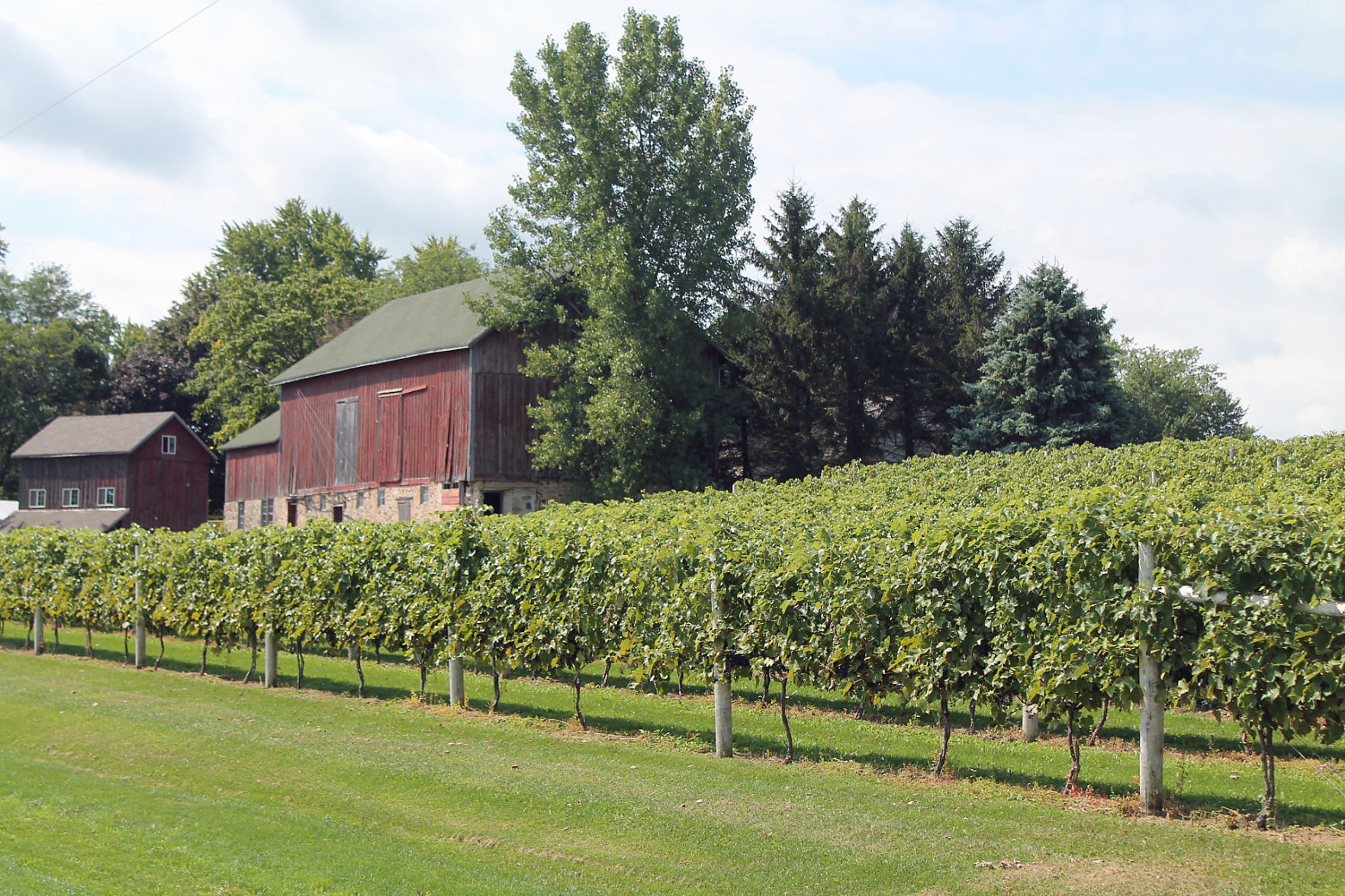 View of vineyard